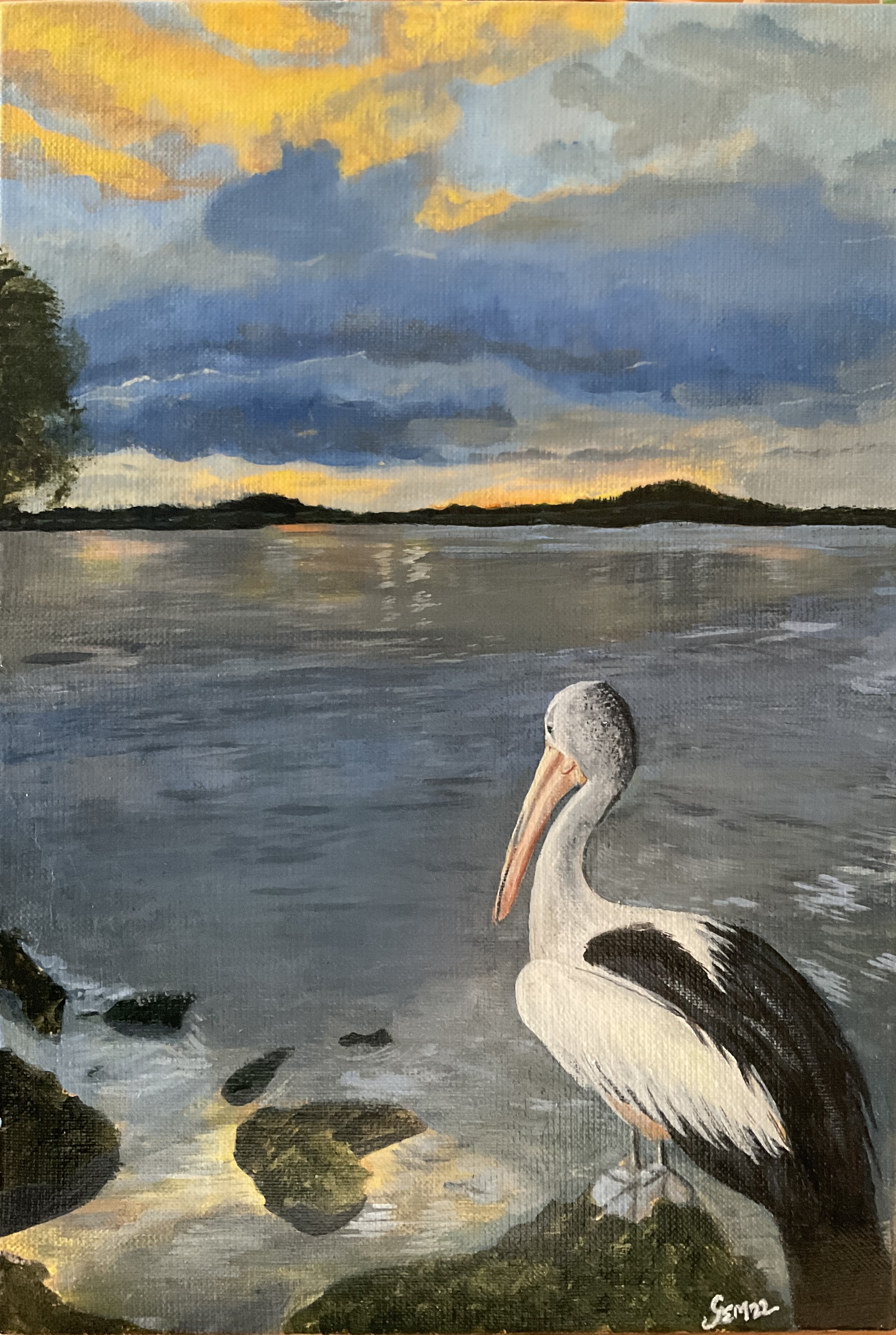 Australian Pelican - Un pélican australien regarde le coucher de soleil sur Terranora Creek
