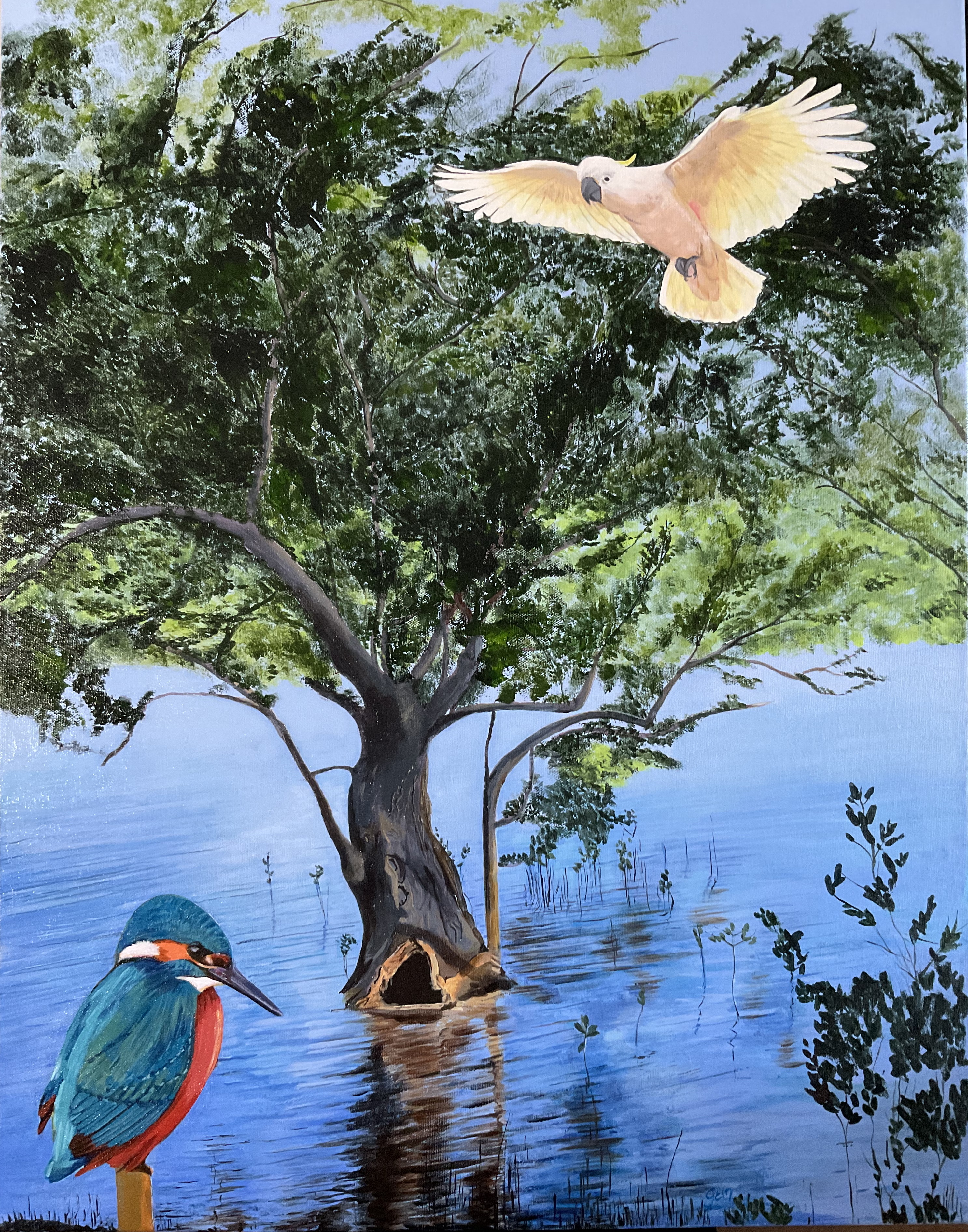 A marée haute un arbre de la mangrove est inondé. Vues fictives de martin-pêcheur et cacatoès à huppe jaune