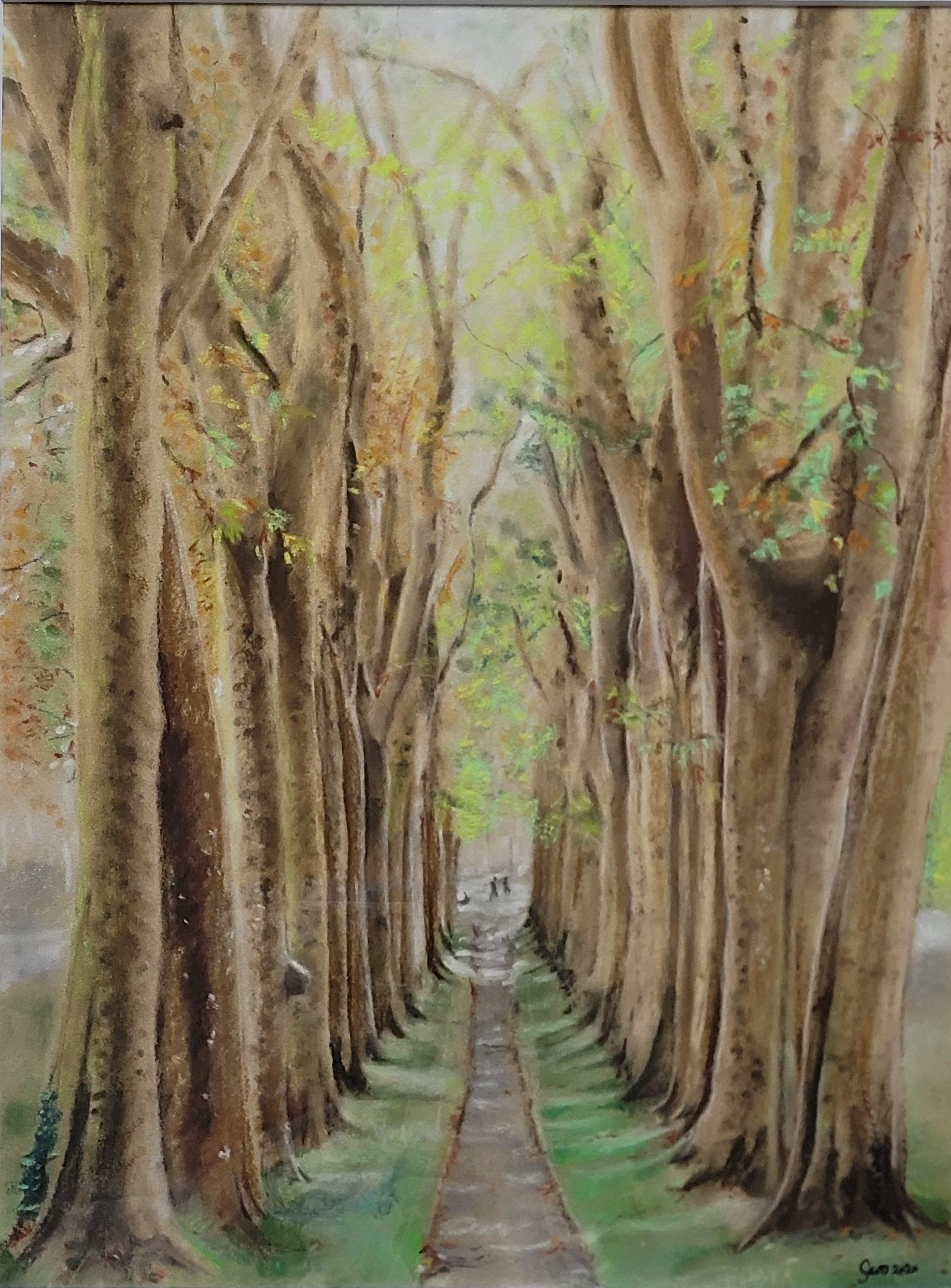 Allée de platanes